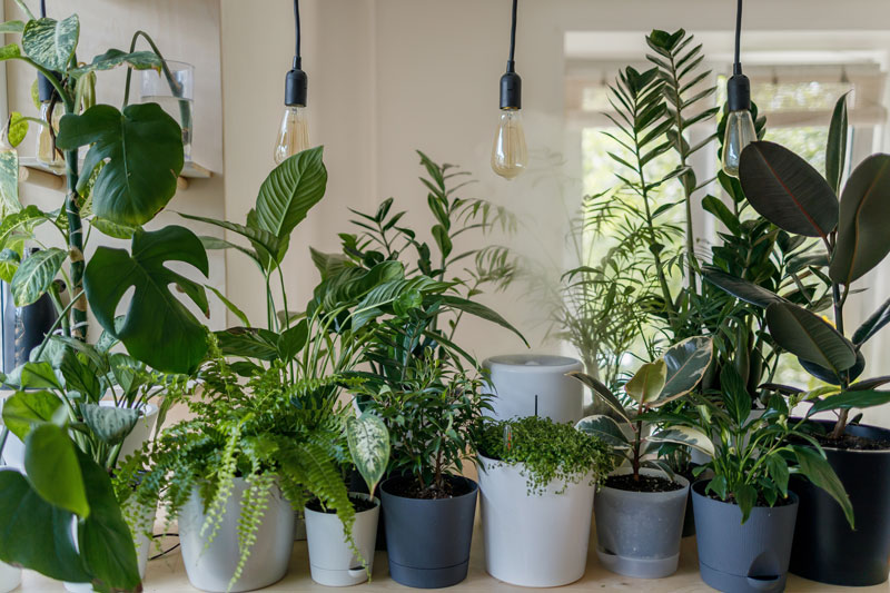 plants_indoor_outdoor